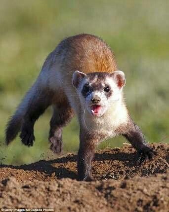 Wild Ferret, Ferret Meme, Animal Markings, Black Footed Ferret, White Tongue, Brushing Your Teeth, Cute Ferrets, Tongue Twisters, Canada Photos