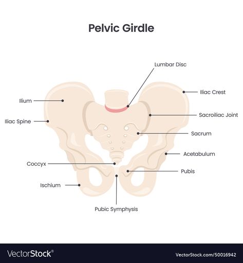 Pelvic Girdle Anatomy, Pelvic Anatomy, Anatomy Stickers, Pelvic Girdle, Lumbar Disc, Study Tips, Transparent Png, Homework, High Res