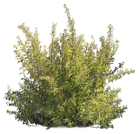 Vegetation Png, Bushes Png, Png Plants, Tree Psd, Tree Photoshop, Plant Png, Collage Landscape, 3d Cinema, Photoshop Rendering