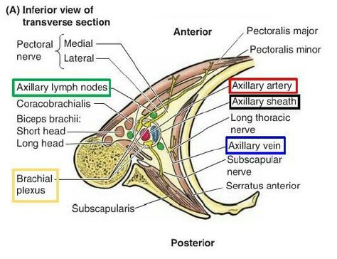 Axillary triangle... Axilla Anatomy, Anaerobic Respiration, Medical Study, Biceps Brachii, Medical School Studying, Medical School Essentials, Medical Anatomy, Medical Studies, Lymph Nodes