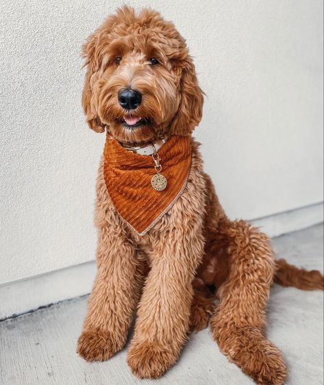 Shaggy Goldendoodle Haircut, Golden Doodle Full Grown, Goldendoodle Aesthetic, Golden Doodle Haircut, Dogs Tattoo Ideas, Goldendoodle Haircuts, Goldendoodle Grooming, Dogs Tattoo, Aesthetic Dogs