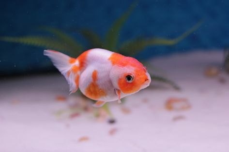 Lion Head Goldfish, Lionhead Goldfish, Bubble Eye Goldfish, Goldfish Breeding, Common Goldfish, Goldfish Types, Fantail Goldfish, Goldfish Tank, Healthy Fish