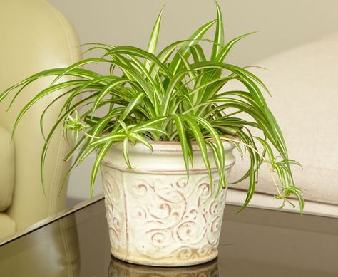 Brown Tips, Houseplants Low Light, Spider Plant, Gardening Trends, Decorating Advice, Money Tree, Small Space Diy, Christmas Cactus, Money Trees