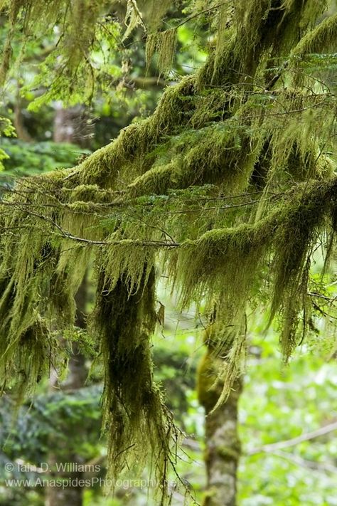 #Mossy Hollow ... #moss #lichen Moss On Trees, Moss On Tree, Reindeer Lichen, Moss Hanging, Hanging Moss, Moss Gardens, Moss Tree, Succulent Leaves, Men Inspiration