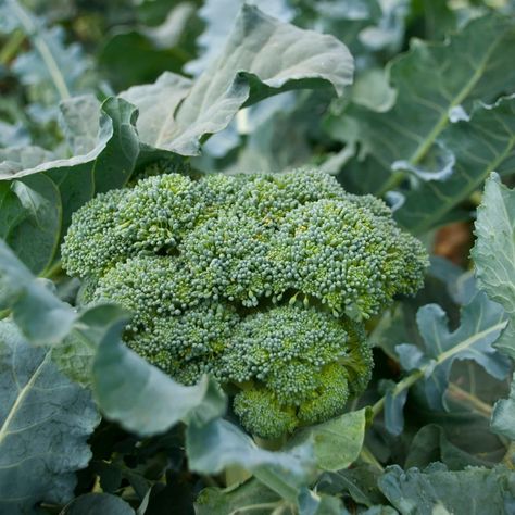 If you’re wondering how to grow broccoli, this guide will give you all the tips and tricks for a successful broccoli harvest. Broccoli is one of my favorite cool season plants - perfect for early spring or a late fall crop. Planting tips, harvesting tips, companion plants to help your broccoli grow, as well as pest management too! #gardentips #organicgardening #growfoodnotlawns Fall Vegetables To Plant, Broccoli Plant, Growing Broccoli, Broccoli Seeds, Fall Vegetables, Fall Garden Vegetables, New Fruit, Garden Recipes, Companion Planting