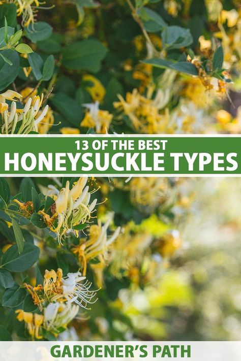 Honeysuckle Planting Ideas, Honeysuckle Garden Ideas, Honeysuckle Landscaping, Honey Suckle Plant Fence, Honeysuckle Vine Trellis, Honeysuckle Trellis Ideas, Honeysuckle Trellis, Honeysuckle Garden, Honeysuckle Vines