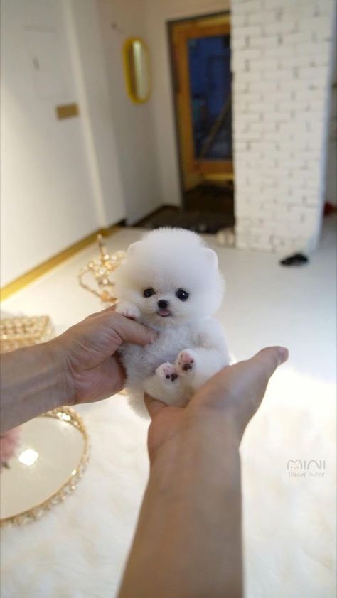 Pom Pom Puppy, Teacup Pomeranian Puppy, Pom Pom Puppies, Teddy Puppy, Teddy Bear Pomeranian, Teddy Bear Face, Short Nose, Puppies Teacup, Micro Teacup Puppies