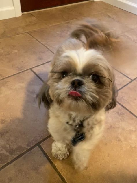 brown and white colored shih tzu Brown And White Shih Tzu, Brown Shih Tzu, Dogs Grooming, Studio Chairs, Peaceful Home, Mom Era, Shih Tzu Puppy, Shih Tzu Dog, Shih Tzus