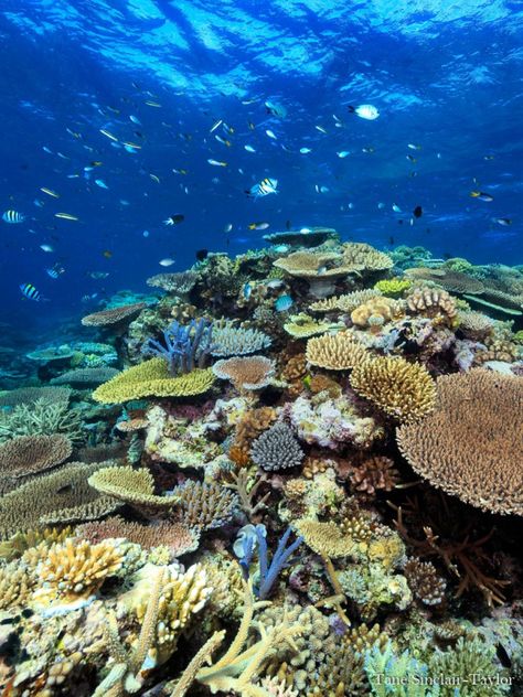 Great Barrier Reef Pictures, Great Coral Reef Australia, The Great Barrier Reef Aesthetic, Great Barrier Reef Coral, Great Barrier Reef Australia Aesthetic, Australia Great Barrier Reef, Reef Aesthetic, Aesthetic Coral Reef, Great Barrier Reef Aesthetic