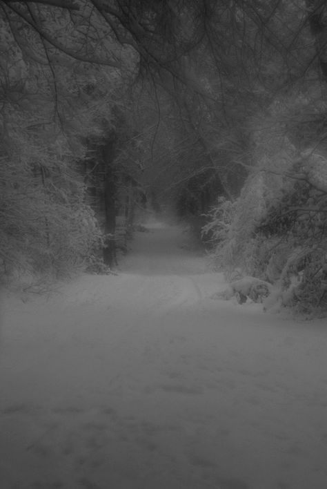 Dark Christmas, Night Forest, Snowy Forest, Gray Aesthetic, Winter Scenery, Winter Beauty, Snow Scenes, Winter Aesthetic, Nature Aesthetic