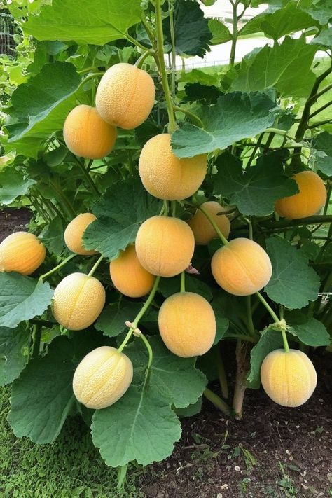 8 Tactics To Grow Cantaloupe Cantaloupe Plant, Grow Cantaloupe, Growing Melons, Veggies Garden, Canteloupe, Animal Farming, Homesteading Animals, Garden Beds Diy, Cucumber Beetles