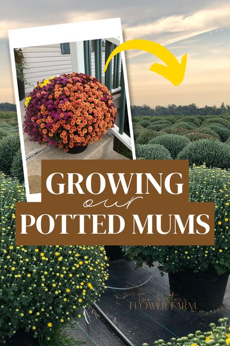 How To Grow Mums To Sell, Growing Mums In Pots, Growing Mums To Sell, Growing Mums From Seed, How To Grow Mums From Seed, How To Grow Mums, Planting Mums In Pots, Fall Farmstand, Mum Garden