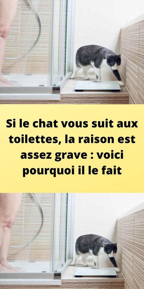 Si le chat vous suit aux toilettes, la raison est assez grave : voici pourquoi il le fait Chat Diy, Diy Couture, Crochet