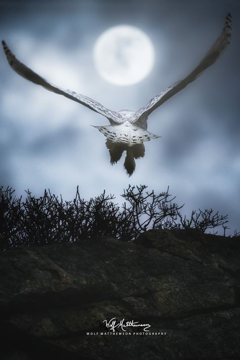 Owls Flying Photography, Celestial Home Decor, Flying Photography, Celestial Home, Owl Flying, Owl In Flight, Moon Wall Decor, Flying Owl, Celestial Decor