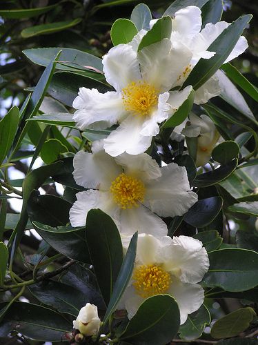 camellia sasanqua setsugekka Camellia Sasanqua Setsugekka, Camelia Setsugekka, Camellia Setsugekka, Camellia Sasanqua, Yard Plants, Tell Me Why, Garden Plan, Garden Cart, Front Landscaping