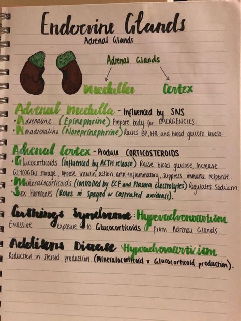 Adrenal glands with functions Endocrine Glands Notes, Adrenal Glands Endocrine System, Endocrine Glands And Hormones, Endocrine System Study, Med Journal, Zoology Notes, Doctor Notes, Physiology Notes, Endocrine Glands