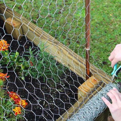 Chicken wire makes a great garden trellis for your climbing plants. Perfect for cucumbers and other veggies that need room to grow! . . #gardentips #gardenzone #gardening #garden #instagarden #raisedbedgarden #gardentips #growit #planttips #greenthumb #gr Chicken Wire Trellis Diy, Chicken Wire Trellis, Wire Trellis, Cucumber Trellis, Hoop Frame, Diy Garden Bed, Diy Garden Trellis, Trellis Ideas, Diy Trellis