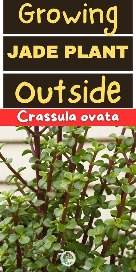 Jade plant outdoor, moving jade plant outside, relocating jade plant 
outdoors, transferring jade plant to outdoor environment, jade plant care 
tips for outdoor placement, placing jade plant outside, outdoor conditions 
for jade plant, moving indoor jade plant outside, relocating potted jade 
plant outdoors, outdoor care for jade plant. LSI keywords: outdoor jade 
plant care, moving houseplant outdoors, potted plant outdoor transfer, 
relocating indoor plants outside Jade Plant, Jade Plants, Pretty Plants, Best Practices, Helpful Tips, Outdoor Garden, Gardening Tips, Jade, The Outsiders