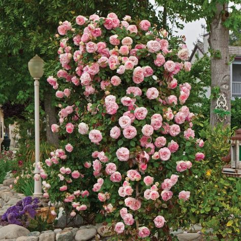 Rose Garden Ideas, Yew Shrub, Ninebark Shrub, Dogwood Shrub, Hibiscus Shrub, Ground Cover Roses, Deer Resistant Perennials, Floribunda Roses, Hardy Hibiscus