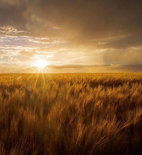 shine, darling Midwest Travel, National Photography, Earth Lover, Colorado Mountains, Dental Office, Exotic Plants, Landscape Photographers, Landscape Photos, Golden Hour