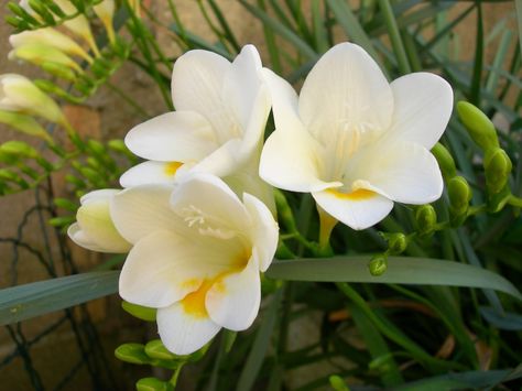 fresias | Estas, para las que no las conocéis, se llaman fresias y tienen un ... Purple Pampas Grass, Freesia Bouquet, Pink Pampas Grass, Freesia Flowers, Flower Cottage, Grass Flower, Grass Seed, Organic Seeds, Beautiful Rose Flowers