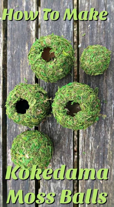 Kokedama is the Japanese art of growing plants in moss balls. Here, we show you how to create a secure, low maintenance version from old tennis balls and sheet moss. All the beauty of Kokedama moss balls without the mess and constant watering. #Kokedama #StringGarden #MossBalls #MossGarden #KokedamaBalls Diy Moss Ball Planter, Mini Cactus Plants, Diy Moss Ball, Japanese Moss Balls, Moss Planter, Planting In Clay, Sheet Moss, String Garden, Moss Plant