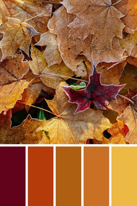 Rusty Yellow Color, Red Orange Yellow Brown Color Palette, Brown Red Yellow Color Palettes, Rust Gold Color Palette, Orange Purple Brown Color Palette, Maroon Yellow Color Palette, Rusty Color Palette, Rusty Red Color Palette, Fall Leaves Color Palette