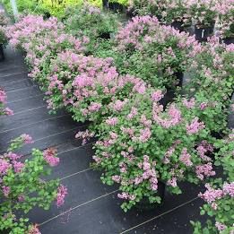 These Texas Native Plants Will Make Your Home Look Amazing - Metroplex Social Reblooming Lilac, Bloomerang Lilac, Proven Winners Plants, Lilac Plant, Rose Fertilizer, Texas Native Plants, Lilac Bushes, Lilac Tree, Proven Winners