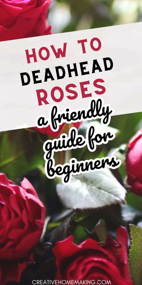 Deadheading roses is a simple but essential task for any gardener. Our expert guide will show you how to do it right, so your roses stay healthy and beautiful. From choosing the right tools to finding the right time to deadhead, our guide covers everything you need to know. Follow our tips and enjoy a summer filled with stunning, fragrant roses. How To Deadhead Roses, Plant Knowledge, Rose Bush Care, Deadheading Roses, Peony Care, Rose Plant Care, Pruning Roses, Bee Friendly Garden, Deadheading