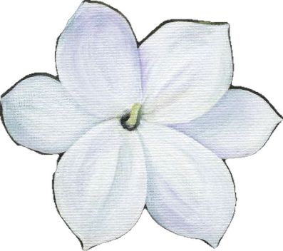 Arabian Jasmine, Filipino Art, National Flower, Next Tattoo, Philippines, I Want, Tattoos, Flowers