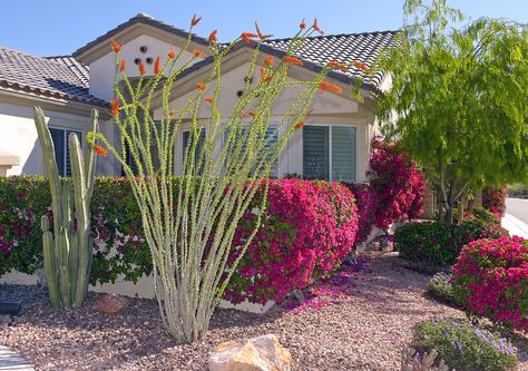 Las Vegas Landscape, Vegas Landscape, Desert Plants Landscaping, High Desert Landscaping, Desert Backyard, Desert Gardens, Front Yards, Front Landscaping, Desert Garden