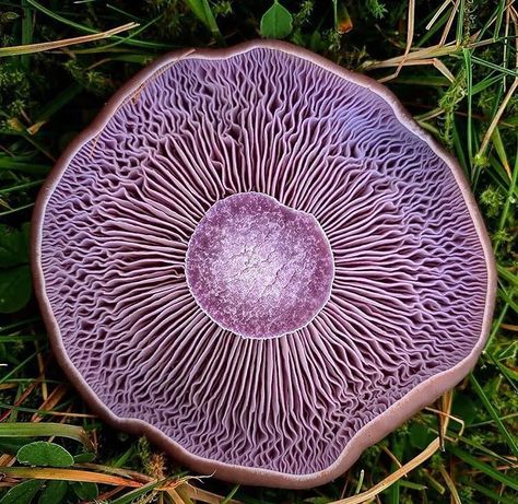 Seventytwo Mushrooms’s Instagram post: “Clitocybe nuda, commonly known as the wood blewit and alternately described as Lepista nuda, is an edible mushroom native to Europe and…” Blewit Mushroom, Wood Blewit, Change Your Energy, Purple Mushroom, Slime Mould, Edible Mushrooms, Stunning Nature, Mushroom Fungi, Design Seeds