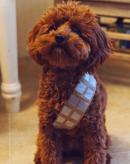 Chewbacca Dog Costumes: Where to Find Them Plus DIY Tips and Dress-Up Ideas Dog Costumes For Brown Dogs, Dog Chewbacca Costume Diy, Chewbacca Dog Costume, Diy Dog Costumes Pets, Easy Dog Costumes Diy, Diy Costumes For Dogs, Brown Dog Costume, Chewbacca Dog, Puppy Costumes