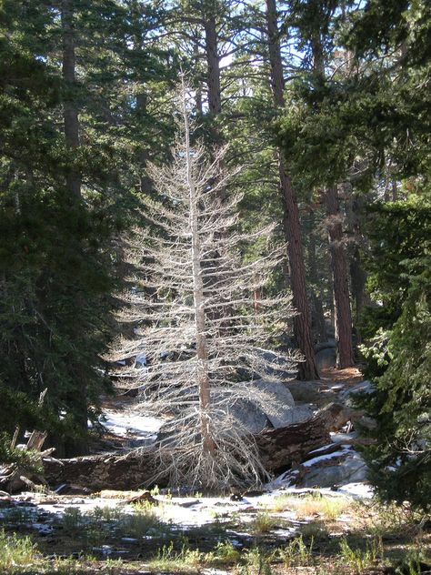 https://flic.kr/p/iUcar | Albino Tree Albino Animals, Redwood Tree, Variegated Plants, Unusual Animals, Daily Pictures, Zoology, Shades Of White, Exotic Flowers, Beautiful Tree