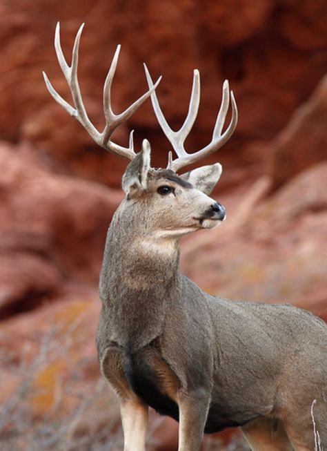 A majestic mule deer buck. Mule deer are found in desert areas of the West, sometimes in a national forest. (Peter Eade) Mule Deer Hunting, Whitetail Deer Pictures, Mule Deer Buck, Big Deer, Deer Hunting Tips, Hunting Pictures, Deer Photos, Deer Pictures, Whitetail Bucks