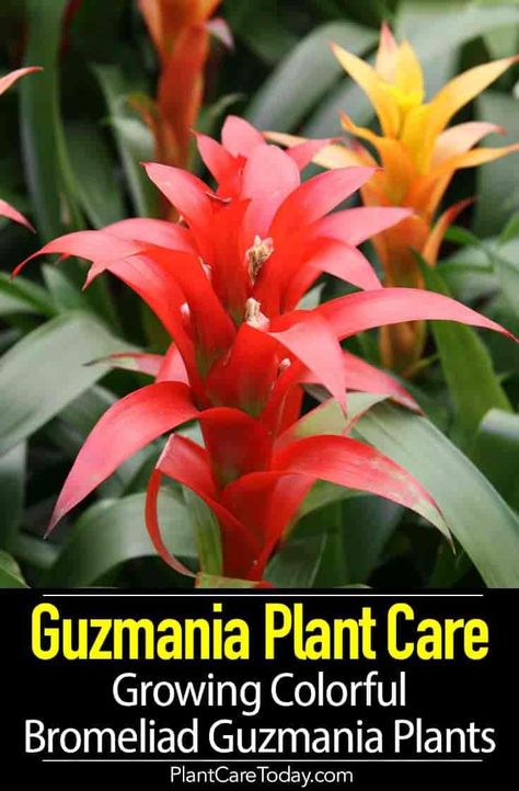 Guzmania Plant Care: Growing Colorful Bromeliad Guzmania Plants Guzmania Plants Care, Guzmania Bromeliad, Bromeliad Guzmania, Cool House Plants, Planting In Containers, Landscape Planters, Houseplant Tips, Indoor Gardening Supplies, Plant Parenting