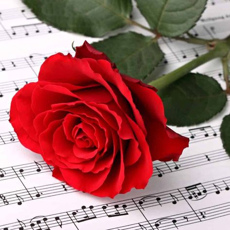 The BEST Romantic Song Lyrics - Love Songs That You'll Want To Share With The One You Love Best Romantic Song Lyrics, Romantic Song Lyrics, Red Rose, Love Songs, Song Lyrics, Sheet Music, The One, To Share, Songs