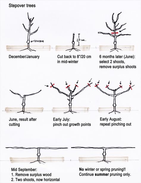 Amongst fruit tree suppliers we at Suffolk Fruit and Trees offer a comprehensive service, including espalier fruit trees for sale – as well as cordon trees, stepover trees and fan trained fruit trees. These are all useful configurations where space … Read More Step Over Fruit Trees, Cordon Fruit Trees, Columnar Fruit Trees, Trees Images, Espalier Fruit Trees, Pruning Fruit Trees, Growing Fruit Trees, Tree Growing, Tree Pruning