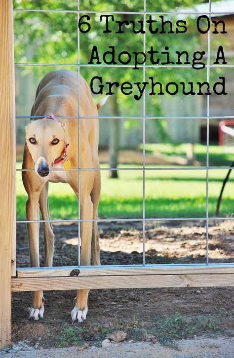 Six truths about adopting a greyhound. www.huntandhost.net Cat Food Station, Dog Food Station, Greyhound Puppy, Greyhound Rescue, Grey Hound, Greyhound Adoption, Dog Advice, Cat Proofing, Greyhound Art