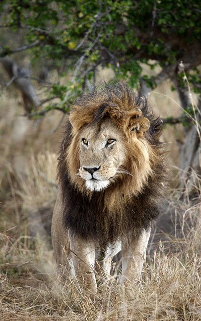 "Notch the Lion", King of the Marsh Pride - Maasai Mara, Kenya Maasai Mara Kenya, Lion Kings, Lion Africa, Animal Anime, Maasai Mara, Lion Photography, Beautiful Lion, King Lion, Lion And Lioness