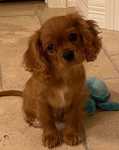 Cocaspanial Dog, Ruby Cavalier King Charles Spaniel Puppy, Cavalier King Charles Spaniel Puppy, Charles Spaniel Puppy, King Charles Spaniel Puppy, Cavalier Dog, Cavalier Puppy, Cavalier King Charles Dog, King Charles Dog