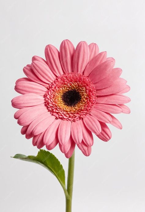 Premium Photo | Pink gerbera flower isolated on white background Flower Drawing Reference Photo, Flowers Reference Photo, Flower Reference Photo, Evolution Project, White Flower Png, Learning Board, Gerbera Flower, Pink Gerbera, Most Popular Flowers