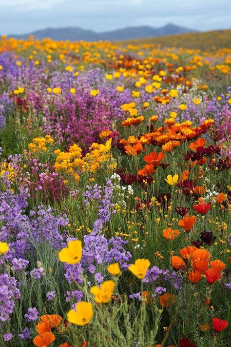 Field Of Wildflowers Aesthetic, Namaqualand Flowers South Africa, Namaqualand Flowers, Alaska Wildflowers, Oregon Wildflowers, Kansas Wildflowers, Wild Flower Garden, Wildflower Wedding Theme, Colorful Wildflowers