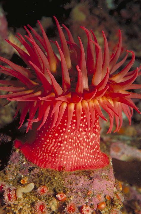 Underwater Plants, Sea Plants, Sea Life Art, Sea Anemone, Saltwater Tank, Beautiful Sea Creatures, Ocean Creatures, Landscape Artist, Exotic Flowers