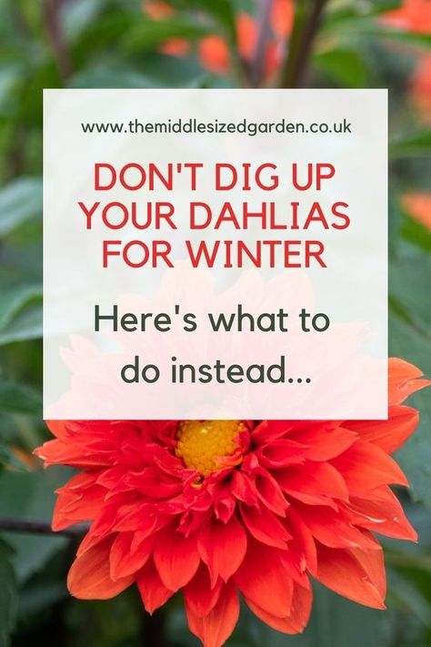 Are Dahlias Perennials, Dahlia Care How To Grow, Dahlia Planting Ideas, Dahlia Flower Bed Ideas, Dahlia Planter Ideas, Dahlia Garden Landscaping, Overwintering Dahlias, Dahlia Garden Ideas, Dalias Flowers