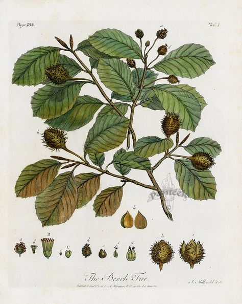 The Beech Tree from John Evelyn Sylva, Discourse of Forest Trees 1786 Beech Tree Aesthetic, Beech Trees, Tree Botanical Illustration, Beech Tree Illustration, Beech Tree Drawing, Beech Tree Tattoo, Bach Flowers, Copper Beech, Beech Tree