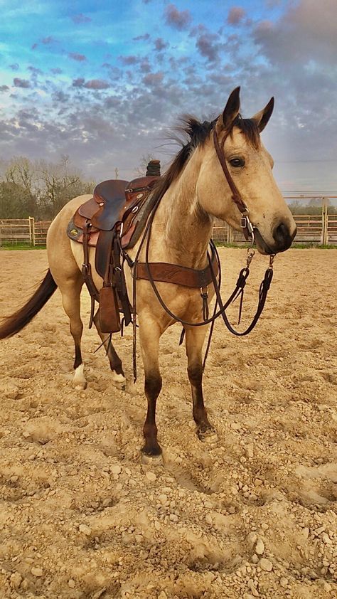 Buckskin Barrel Horse, Buckskin Horse Aesthetic, Quarter Horse Colors, Buckskin Paint Horse, Horses Buckskin, Buckskin Quarter Horse, Horse Buckskin, Western Animals, Buckskin Horses