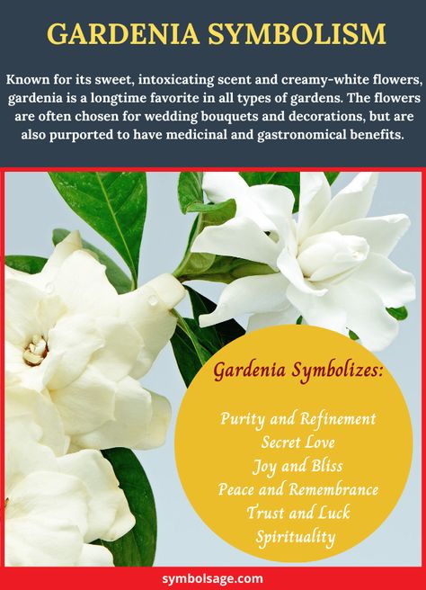 Gardenia Flower Meaning, Gardenia Meaning, Gardina Flowers, Universe Signs, Plant Symbolism, Flower Symbols, Types Of Gardens, Gardenia Wedding, Gardenia Flowers