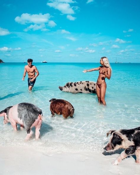 Pig Beach, Teach English, Destin Florida, Dream Travel Destinations, Private Island, Beautiful Places To Travel, Travel Goals, Travel Inspo, Lake Tahoe