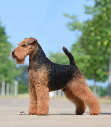 Welsh Terrier Grooming, Airedale Terrier Grooming, Parents Of The Groom, Airedale Dogs, Dog Grooming Styles, Every Dog Breed, Akc Breeds, Lakeland Terrier, Welsh Terrier